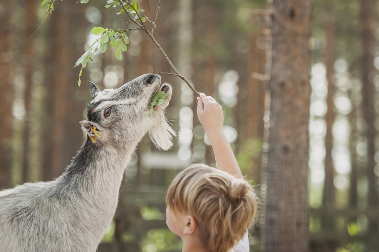 Animal Home Pihka (Green Care)