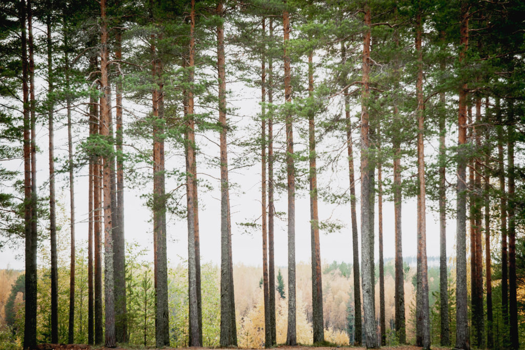 Piispalan luontopolku ja mäntymetsä