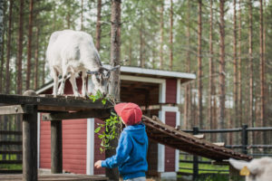 Pieneläinkoti Pihkan Naava-vuohi