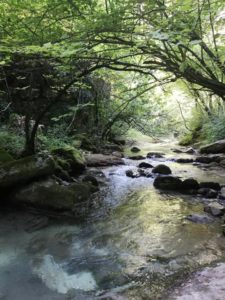 Summer stream in Italian nature