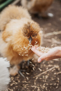 Eläintenhoito-päiväleirit